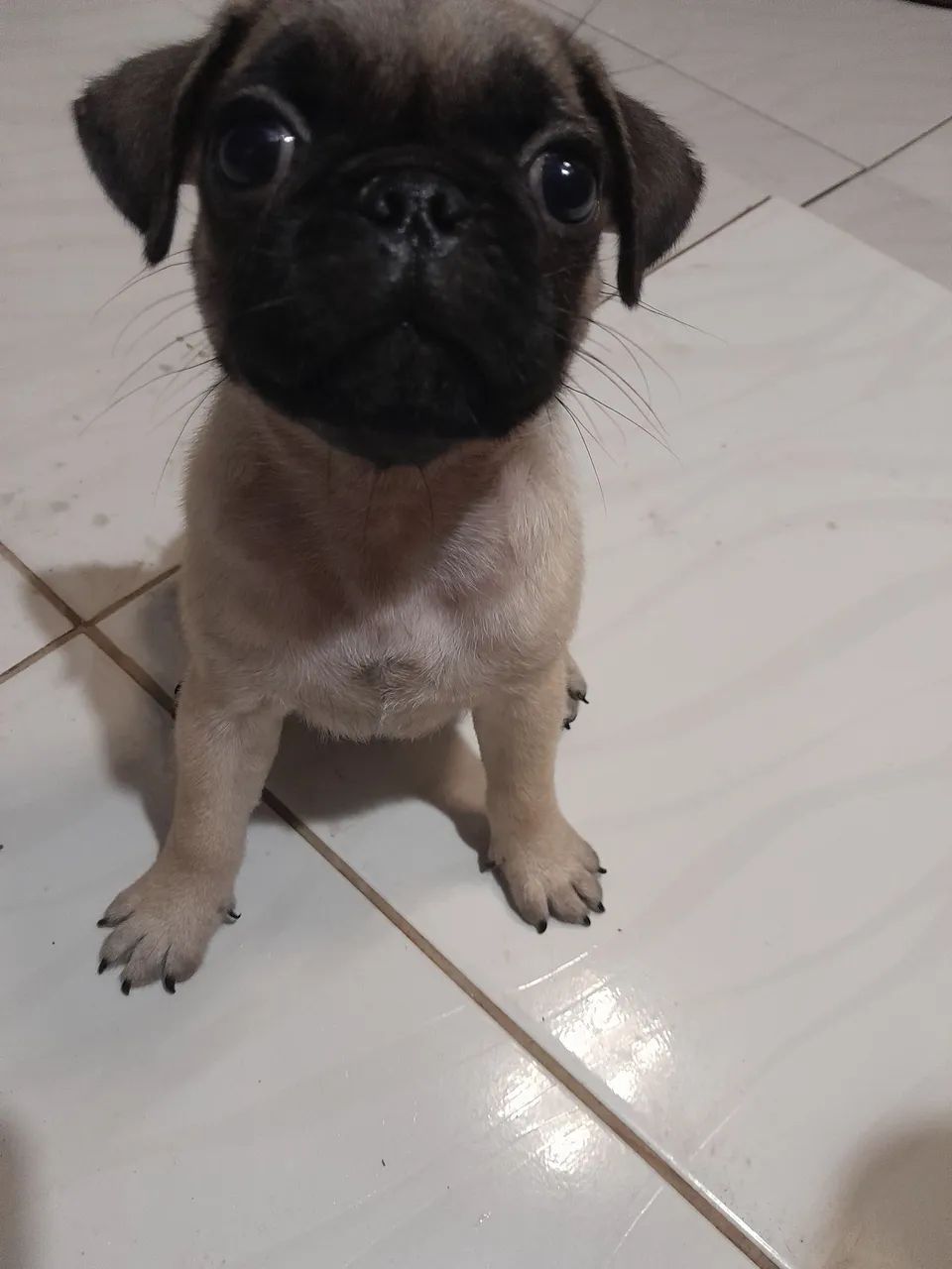 Fêmea pug  - Foto 5