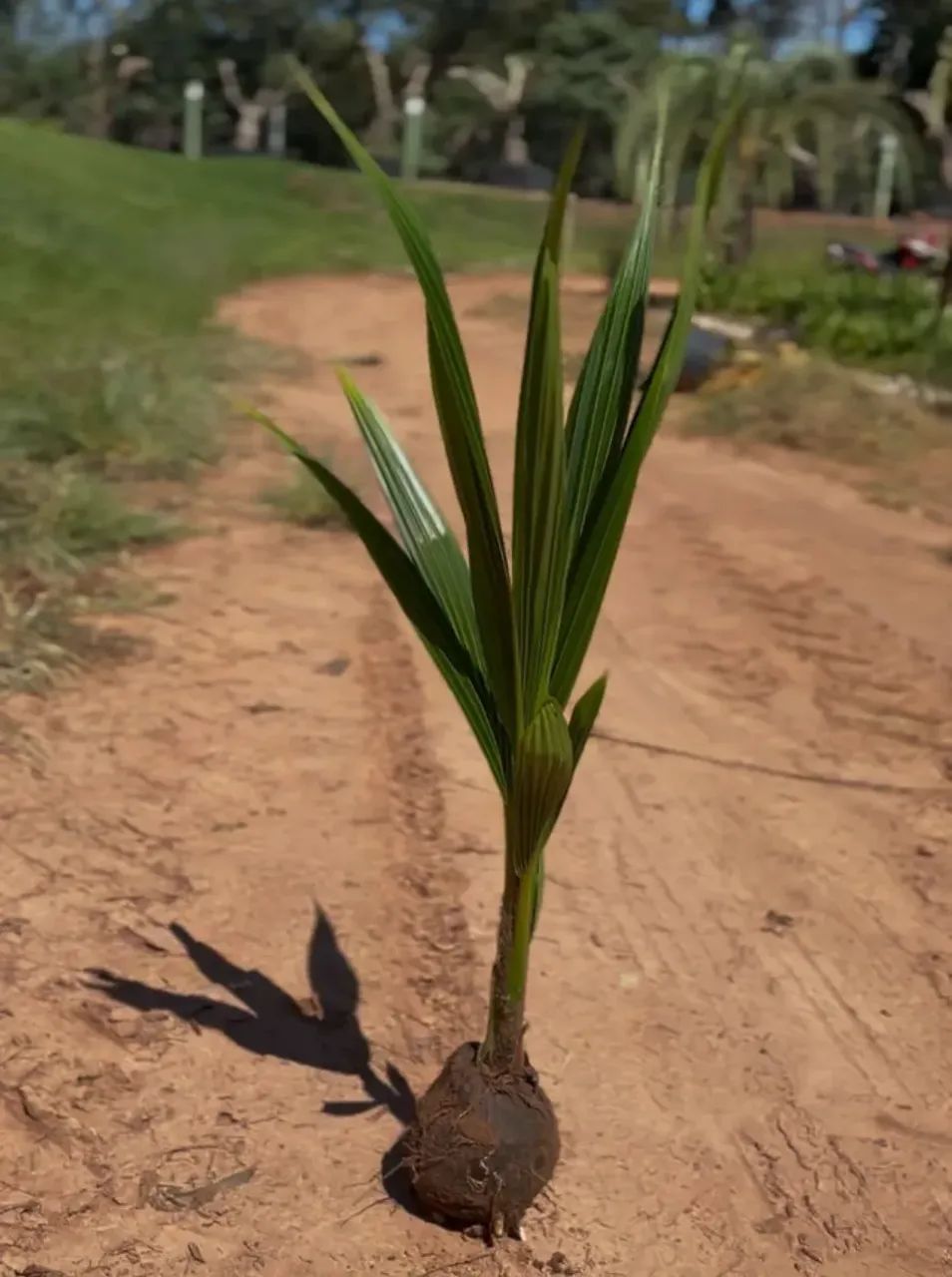 Mudas De Coco Anão Precoce 100% Só Plantar - Foto 4