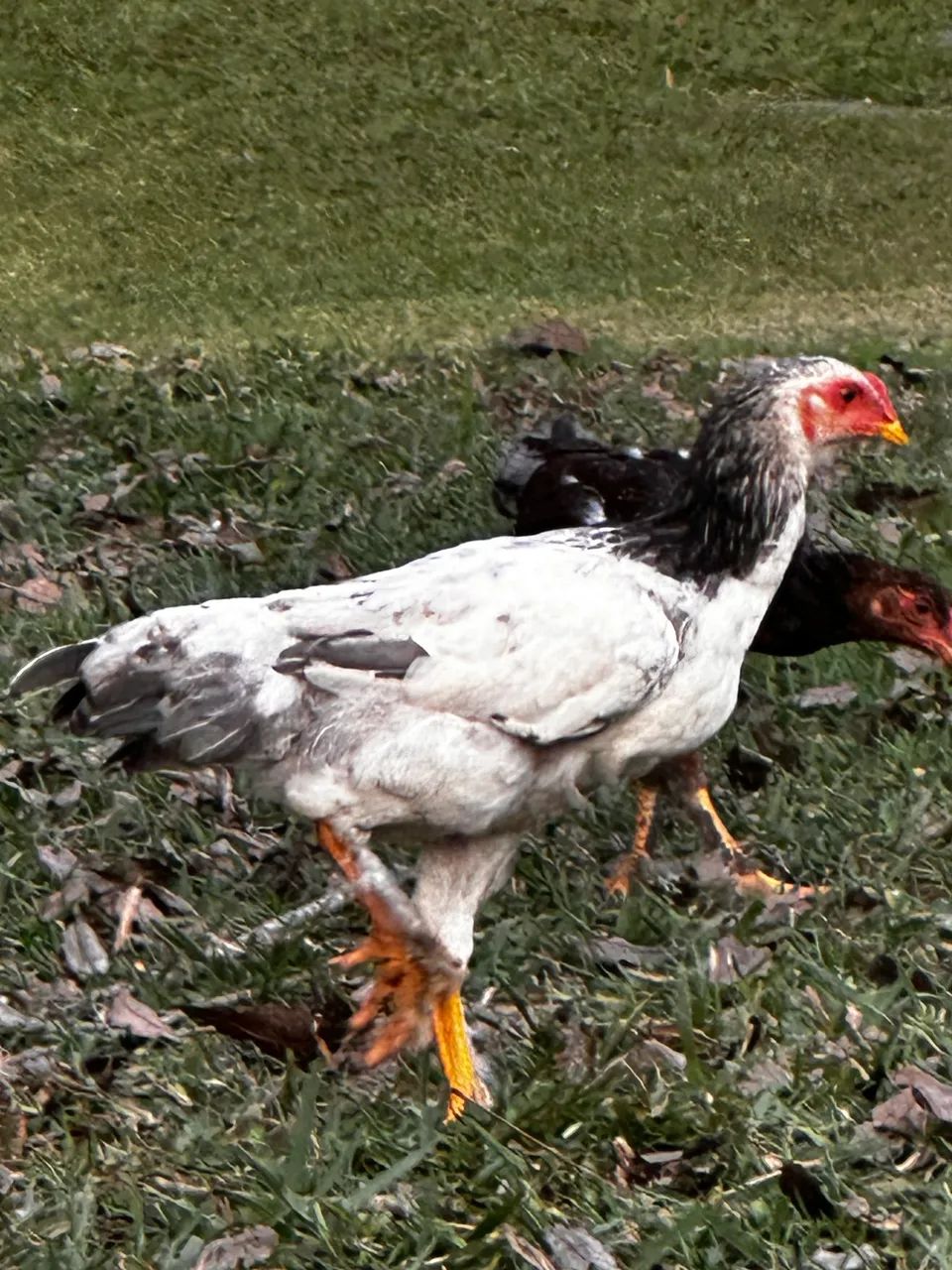 Frangos Caipira - Foto 2
