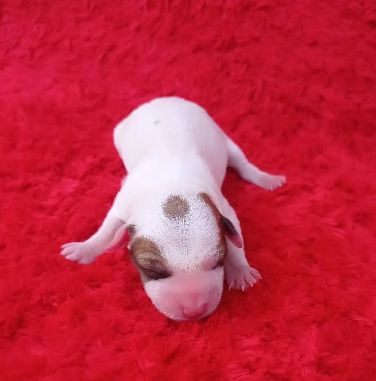 Jack Russell terrier  - Foto 4