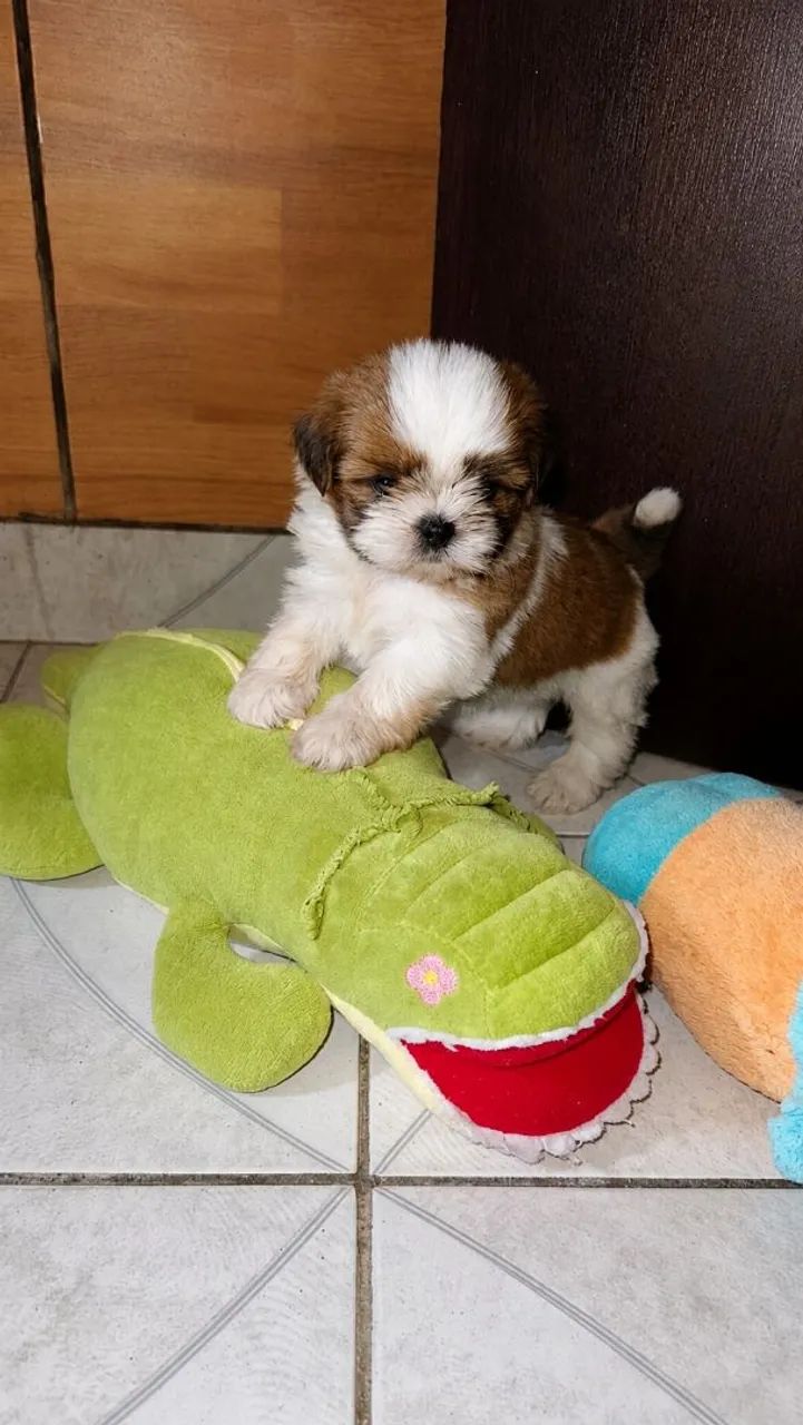Shih Tzu  - Foto 4