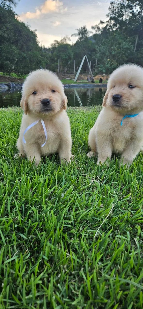 Golden Retriever com Pedigree e Microchip  - Foto 4