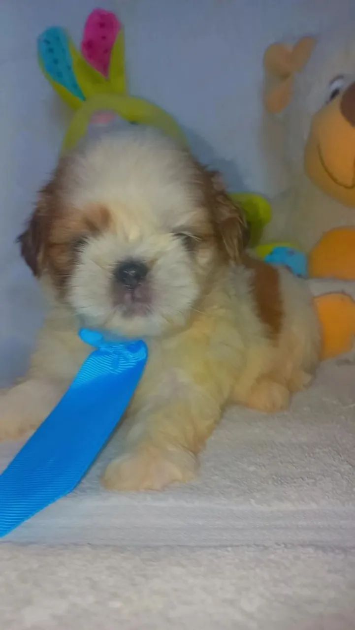 Shih tzu  - Foto 4