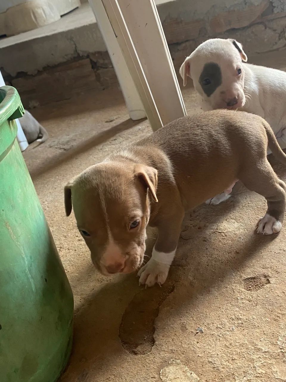 Pitbull 