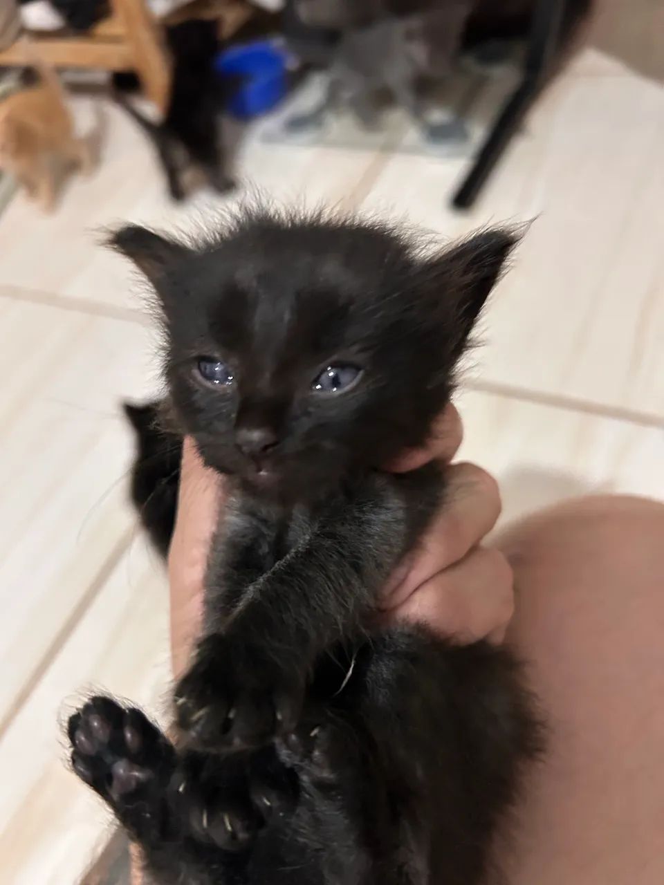 Gato - Foto 2