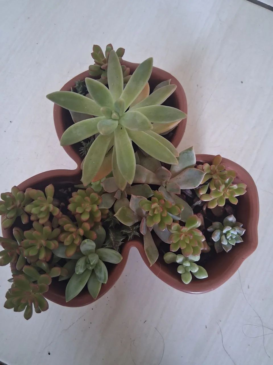 Mix  de suculentas  - Foto 3