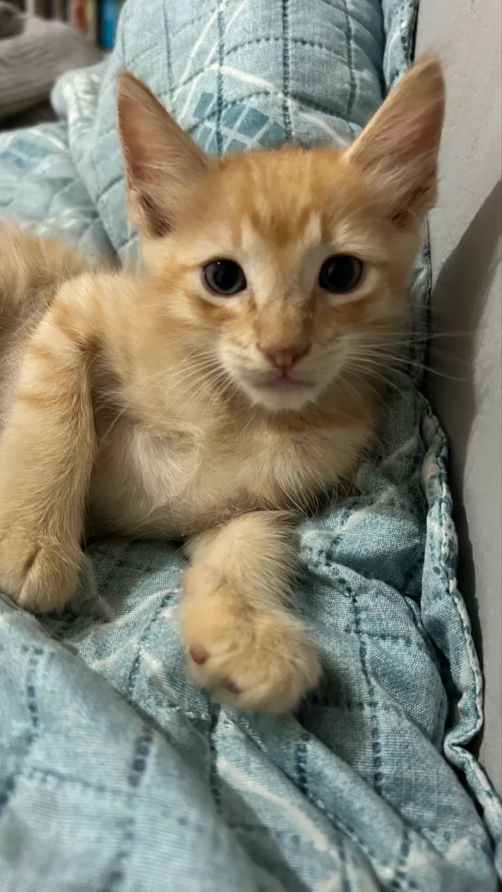 Gatinhos para adoção - Foto 2