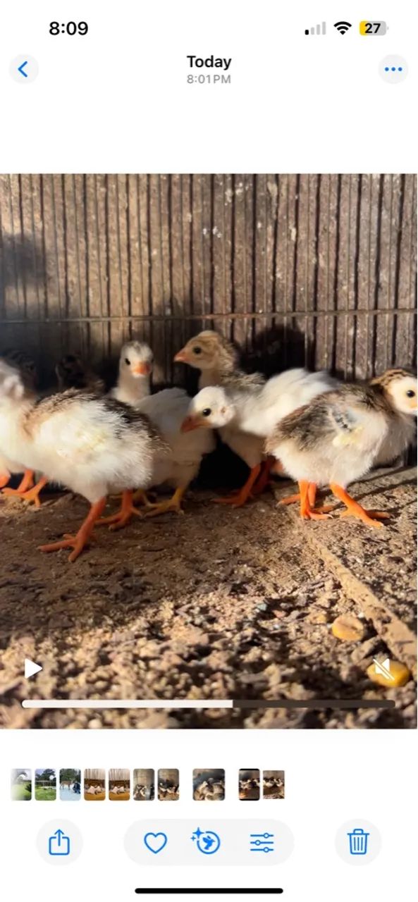 Galinha da angola - Foto 2