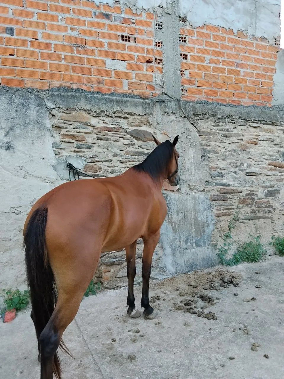 Égua mangalarga  - Foto 3