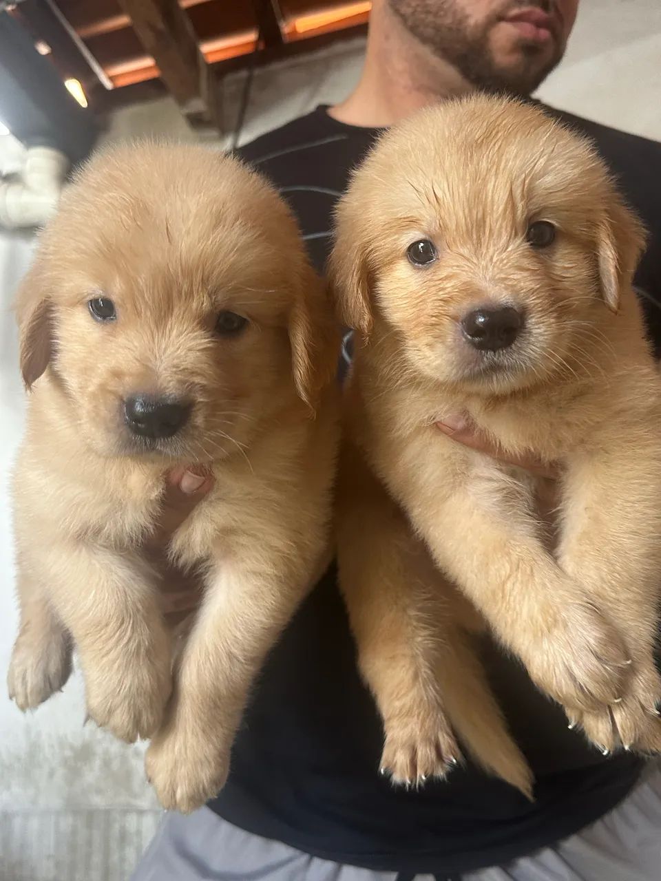 Golden Retriever com pedigree  - Foto 3