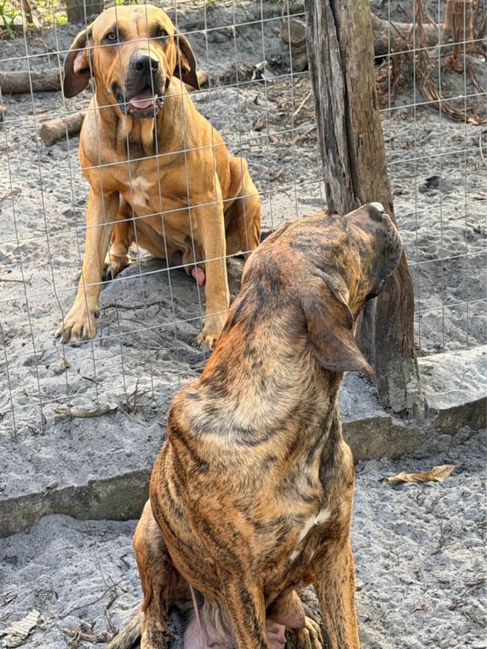 Fila brasileiro - Foto 3