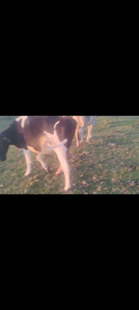 Vacas - Foto 5