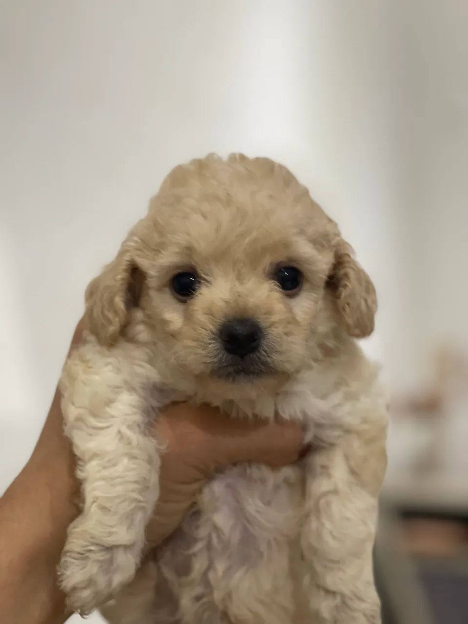 Cachorro poodle - Foto 3