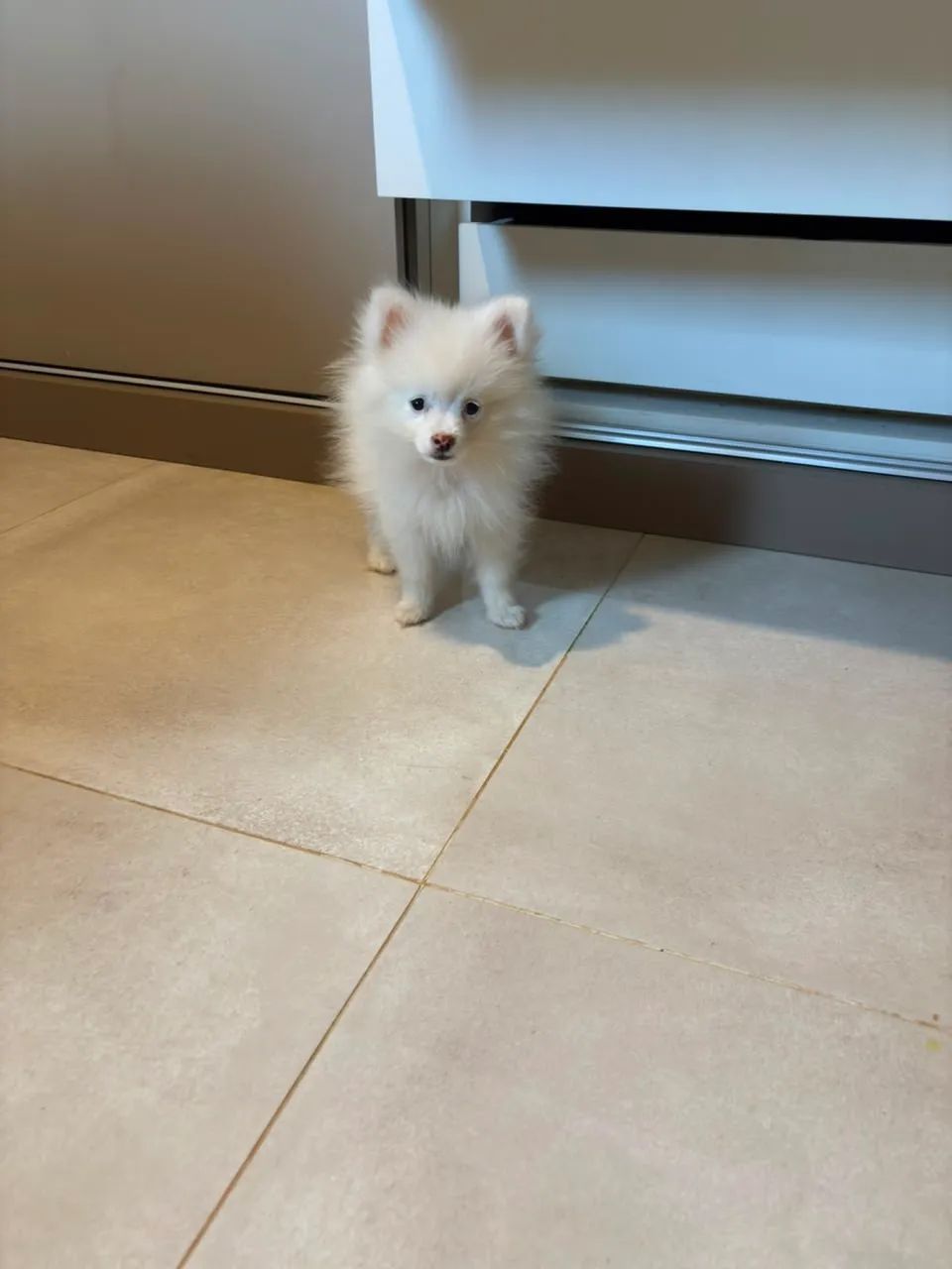 Spitz alemão  - Foto 4