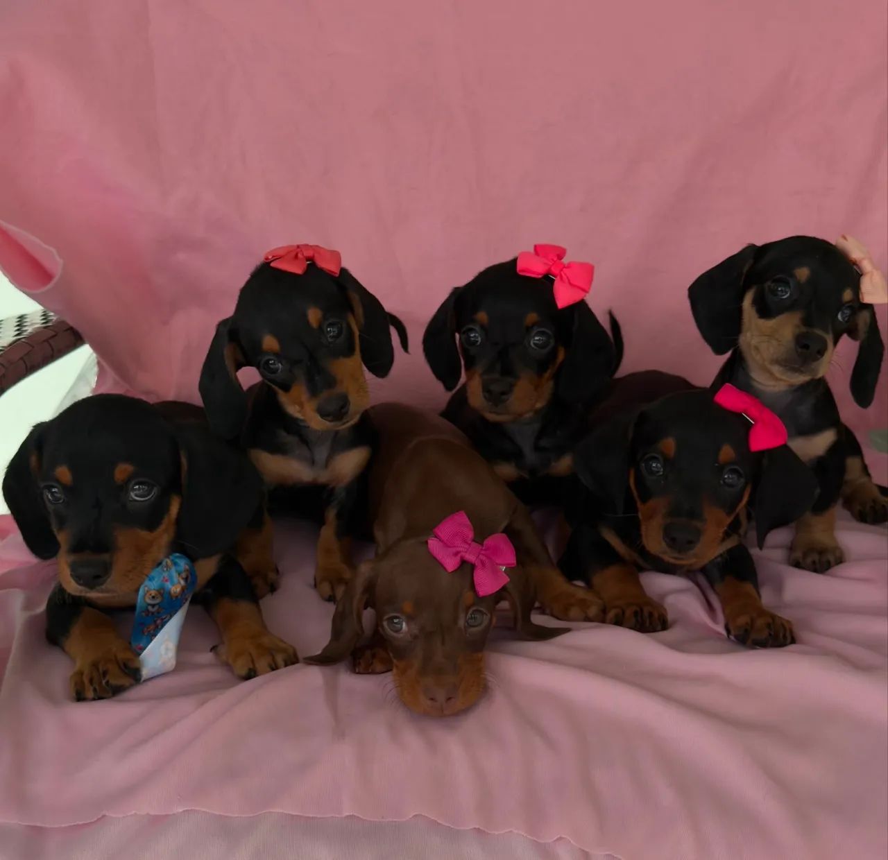 Filhotes de dachshund  - Foto 3