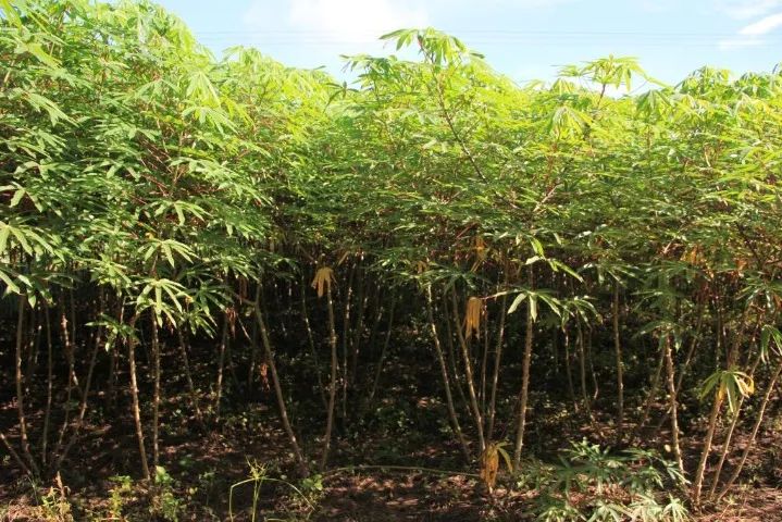 Caixa de Mandioca Amarelinha Super Macia Tenho Manivas Mudas Também - Foto 5
