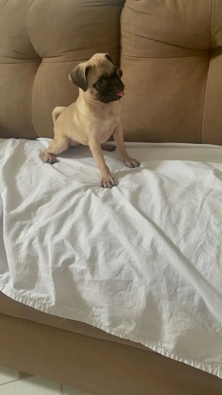 Raça Pug - Foto 2