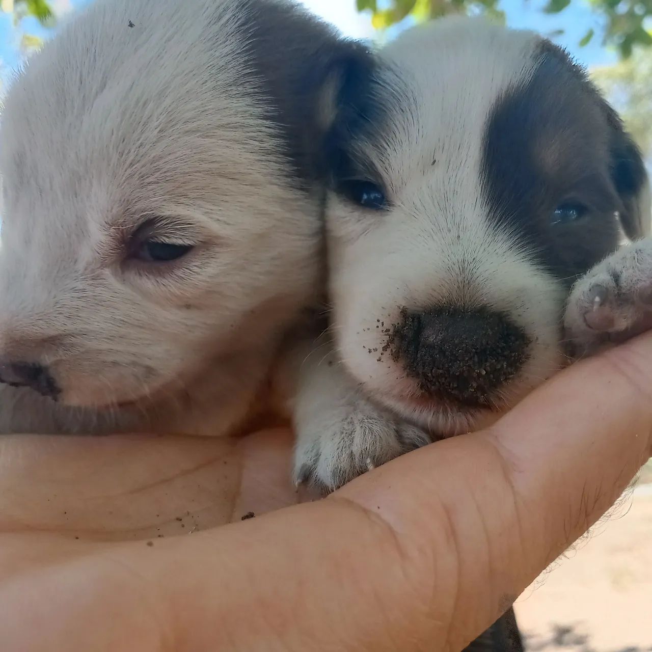 Cachorrinhos  - Foto 2