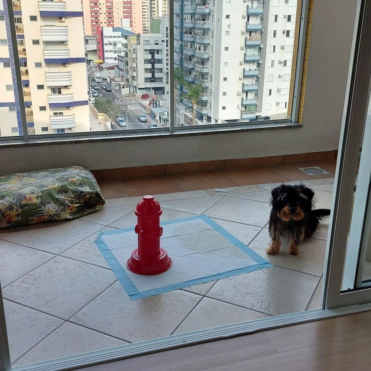 Adestramento cães  - Foto 2