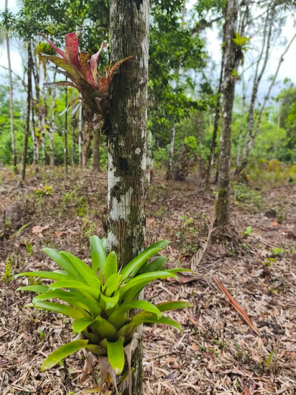 Chácara em Guaratuba  - Foto 4