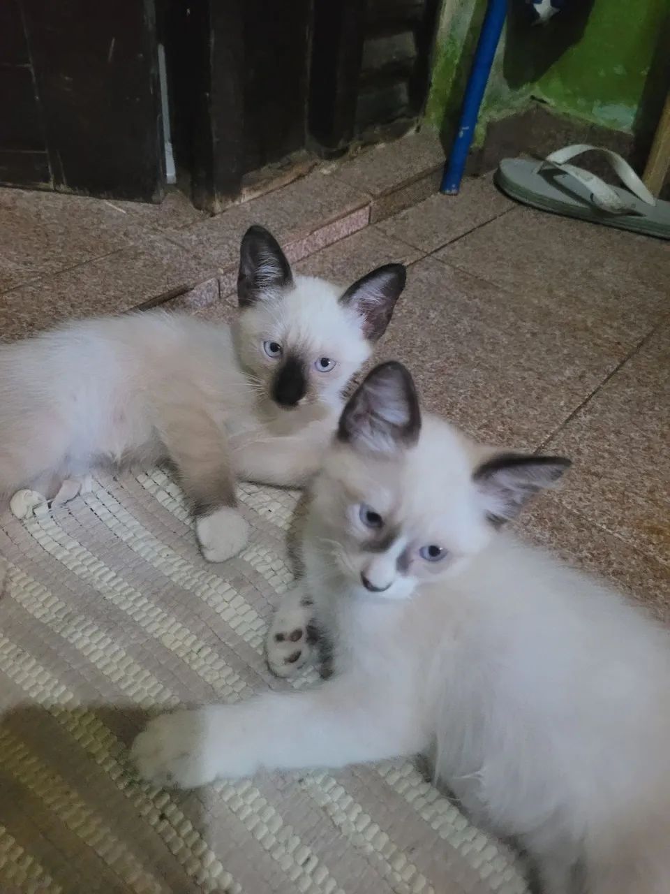Gatos fofinhos 