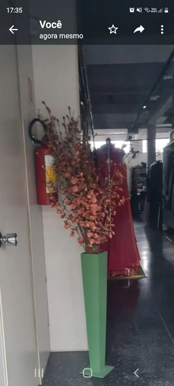 Planta ornamental