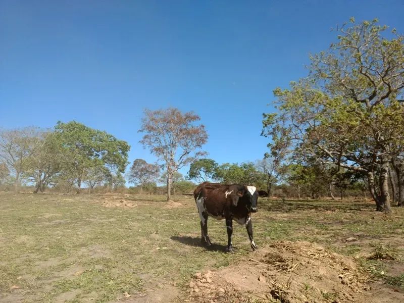Chácara à venda, Centro - Carmo do Cajuru/MG - Foto 2