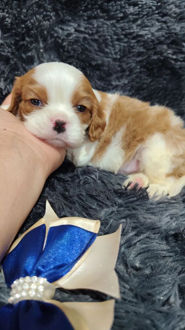 Amáveis doceis KING CHARLES  - Foto 4