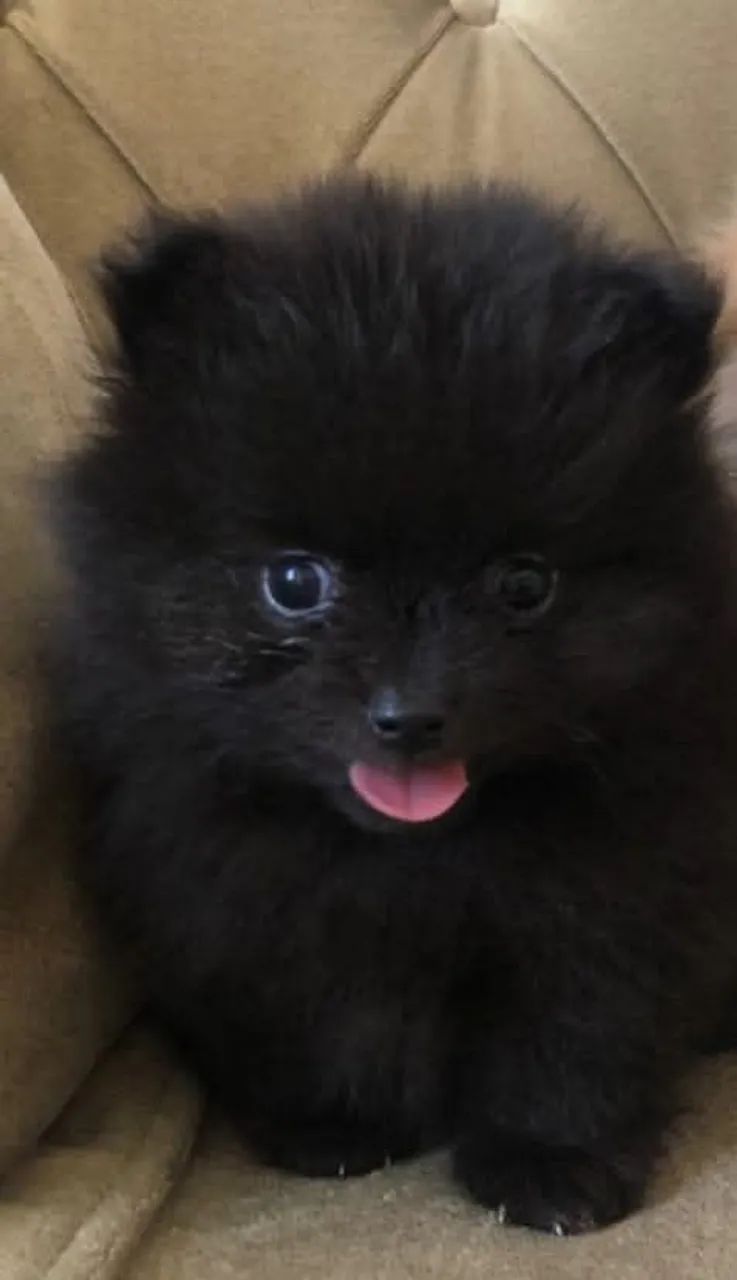 Lulu da Pomerânia  - Foto 2
