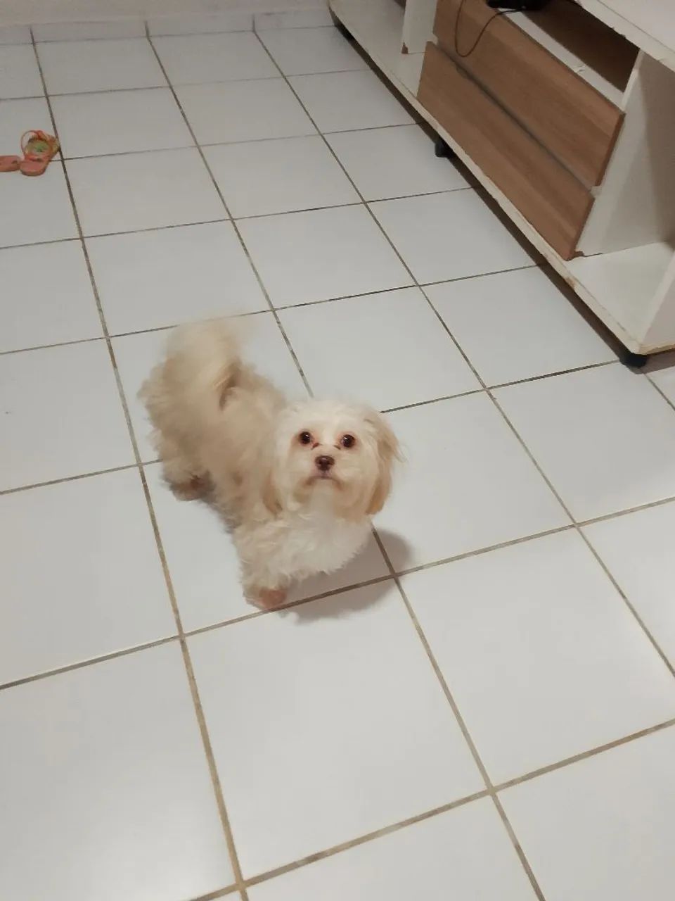 Shitzu com pudoo - Foto 2