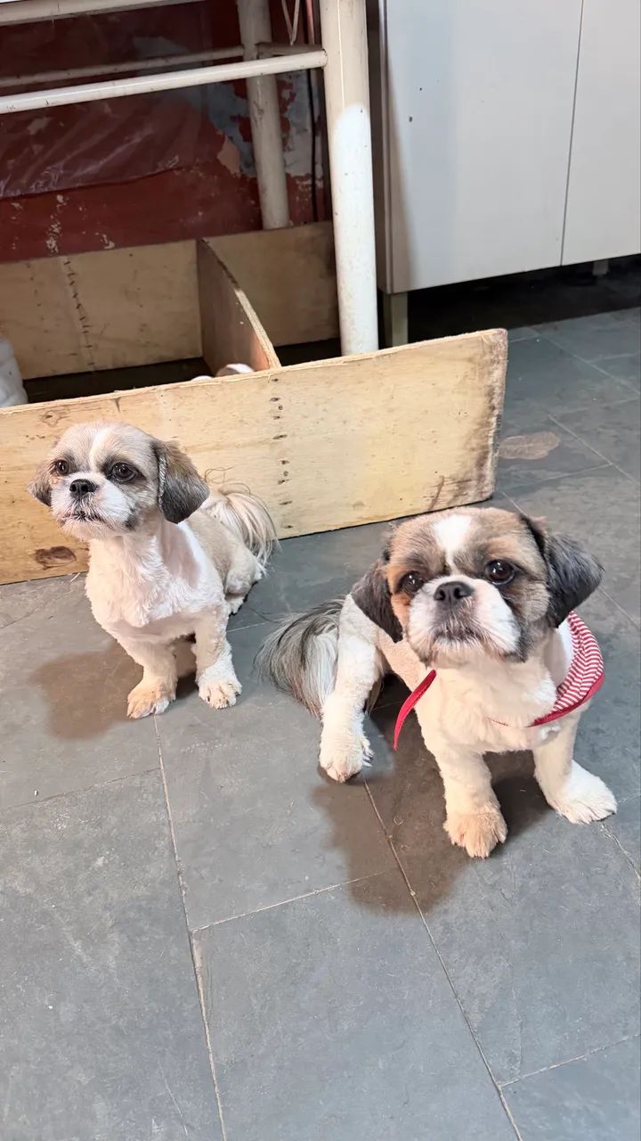 shih-tzu - Foto 2