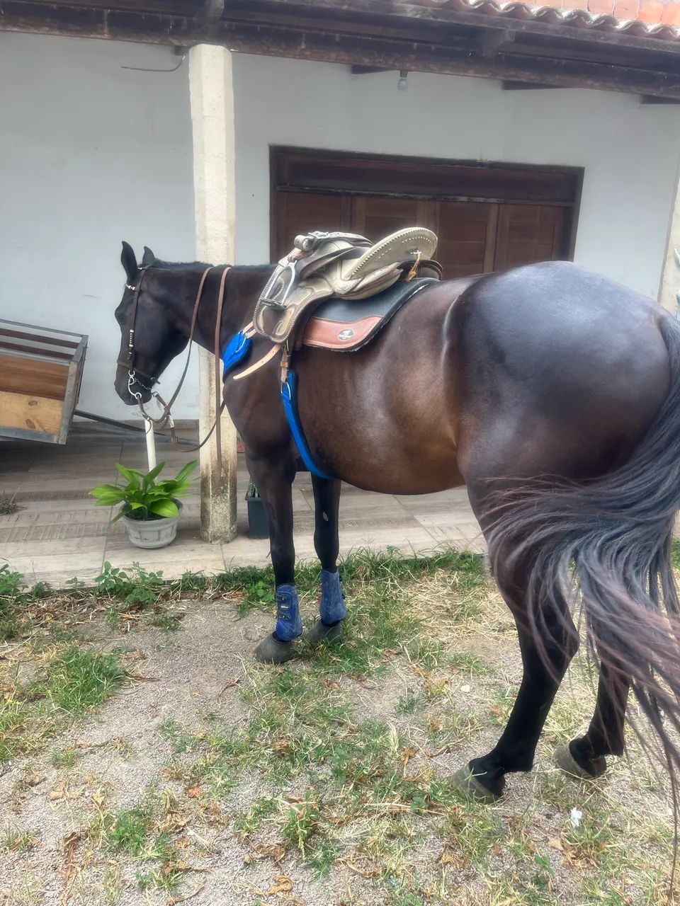 cavalo de direita  - Foto 4