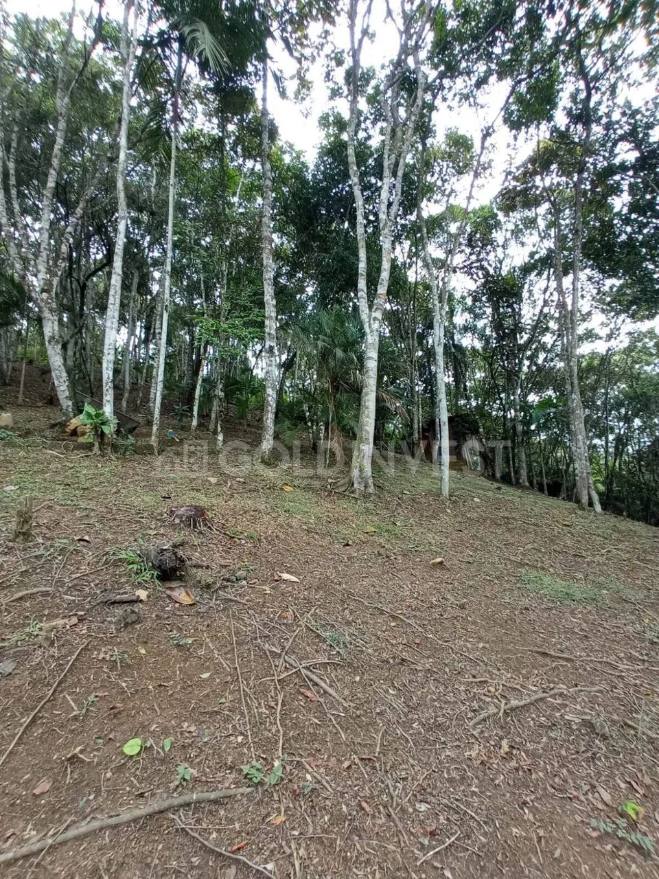 Sitio na Limeira com 10.000,00 m²