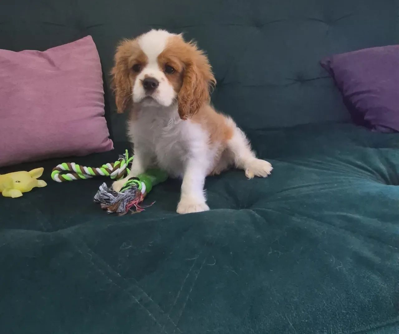 Cavalier a pronta entrega 