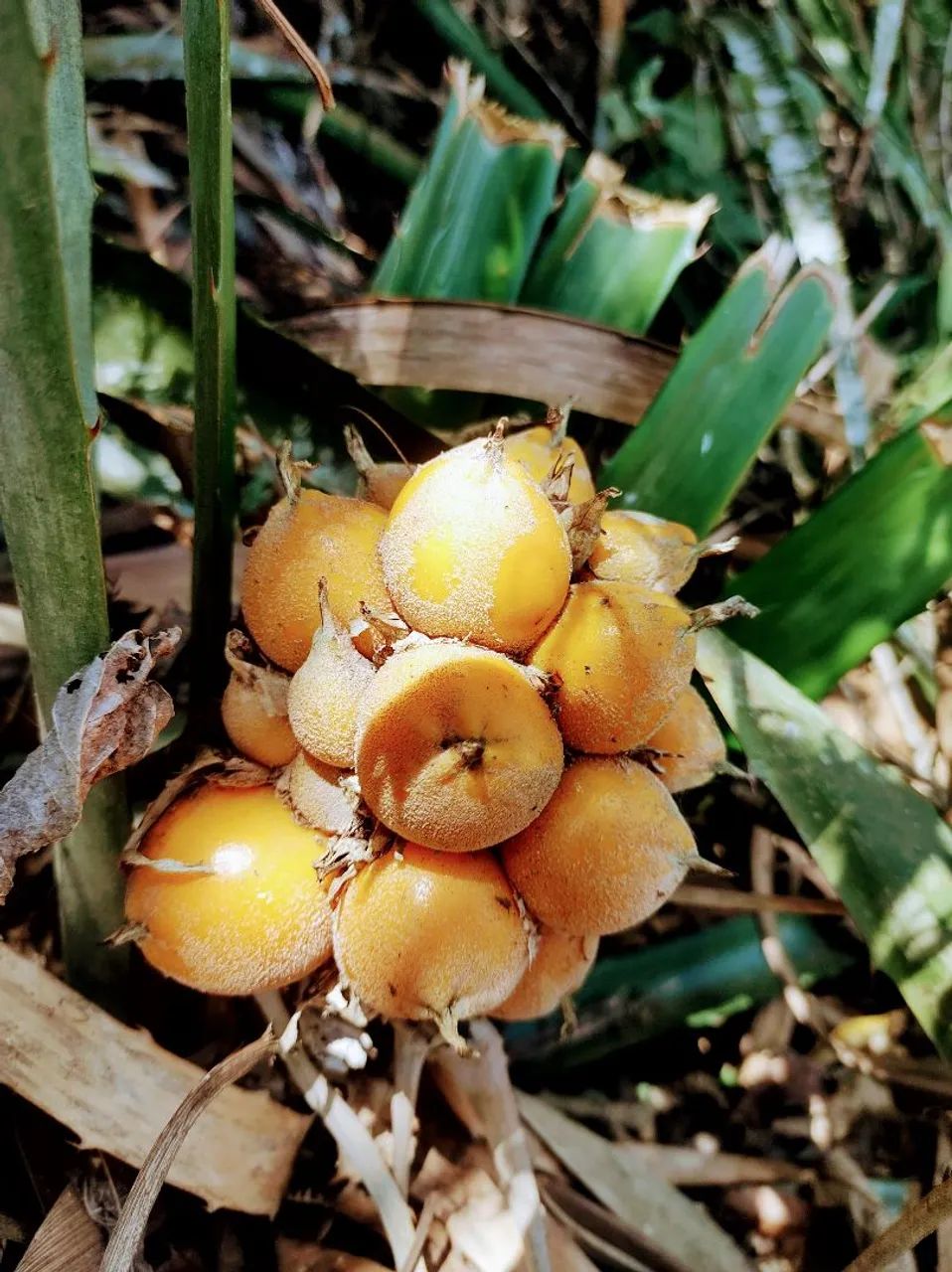 Foto - Osasco - Helena Maria