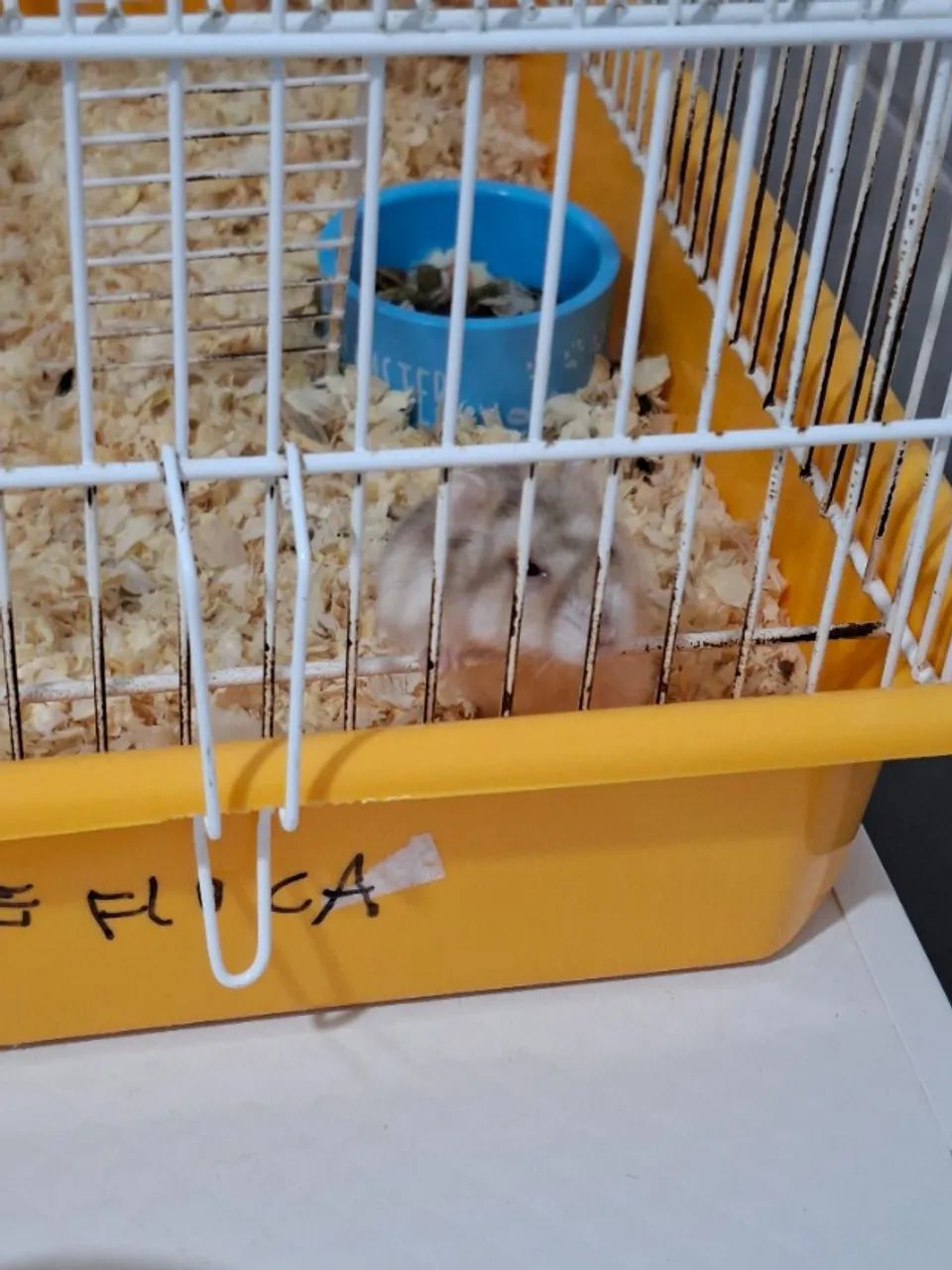 Hamister  - Foto 4