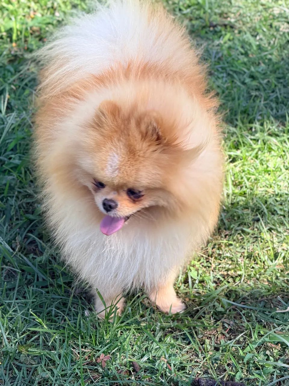 Lulu da pomerania padreador  - Foto 4