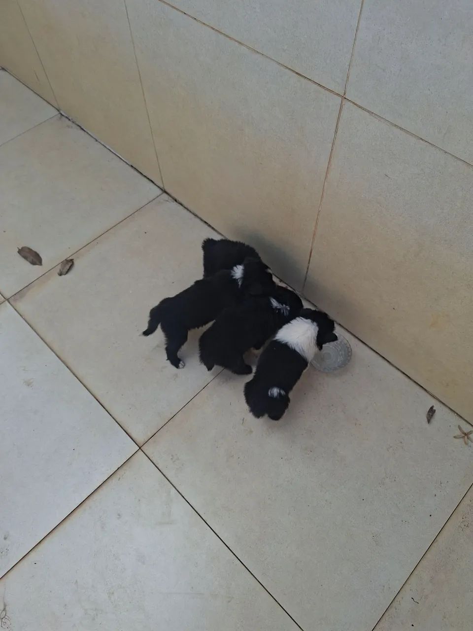 Border collie macho