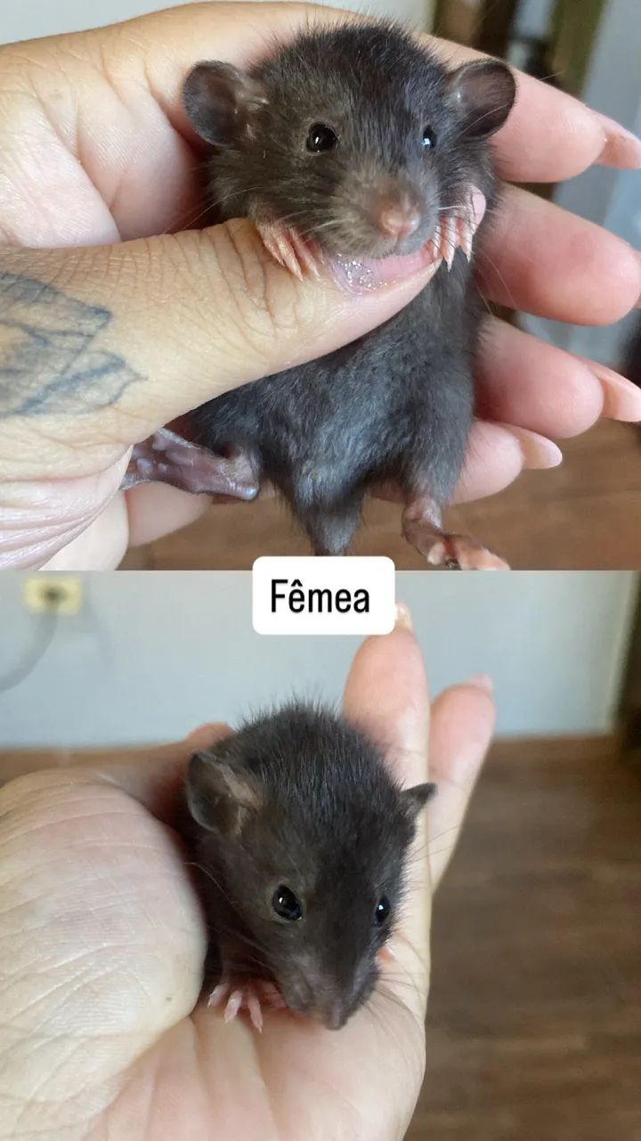 Ratos twster  - Foto 3