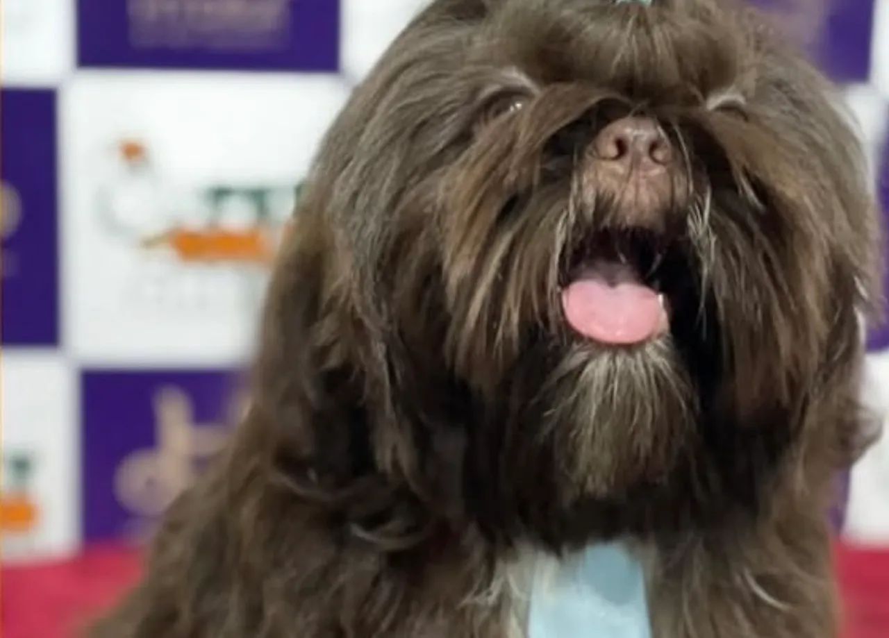 Shih-tzu macho procura namorada 