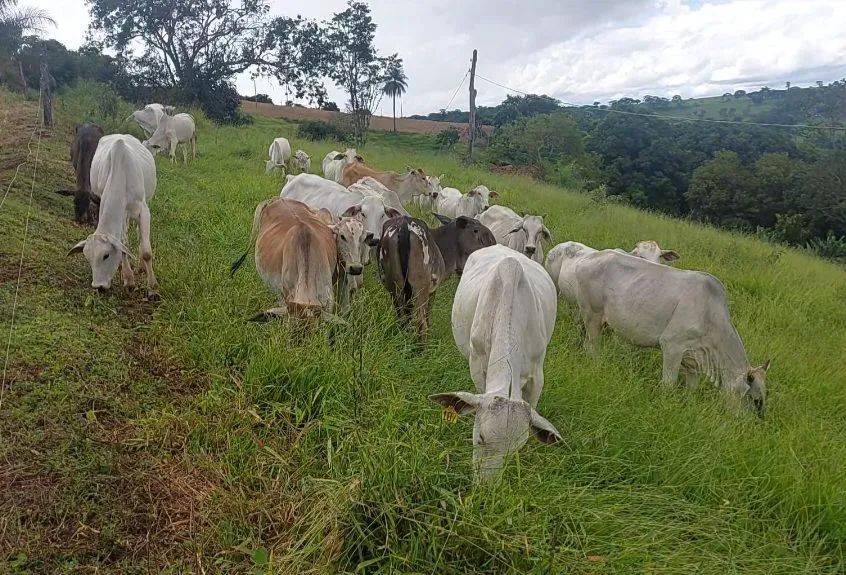 BEZERRAS NELORE E ANELORADAS - Foto 2