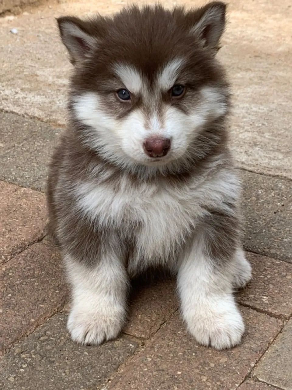 Husky siberiano disponiveis 