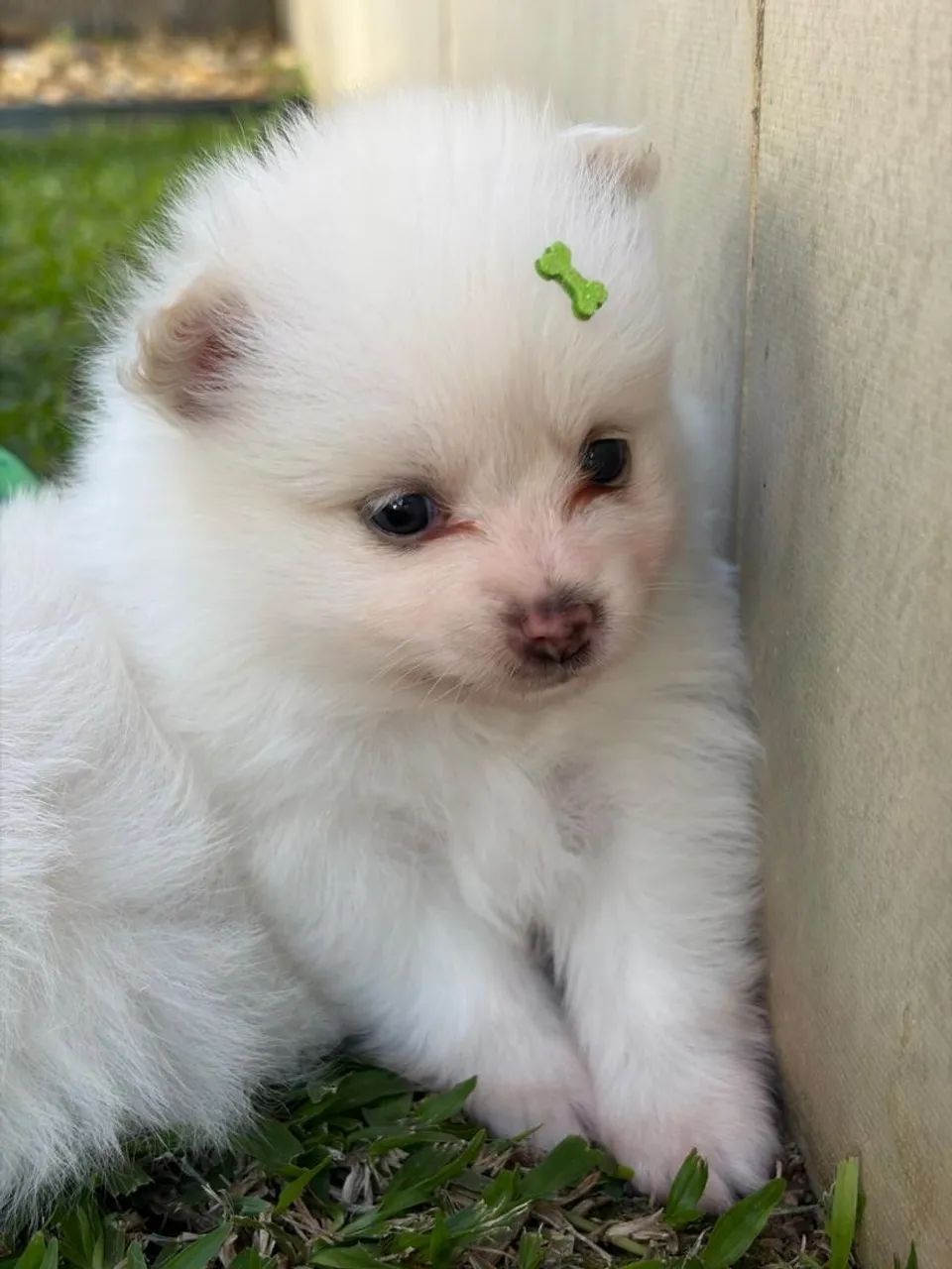 Spitz alemão!!!! - Foto 4