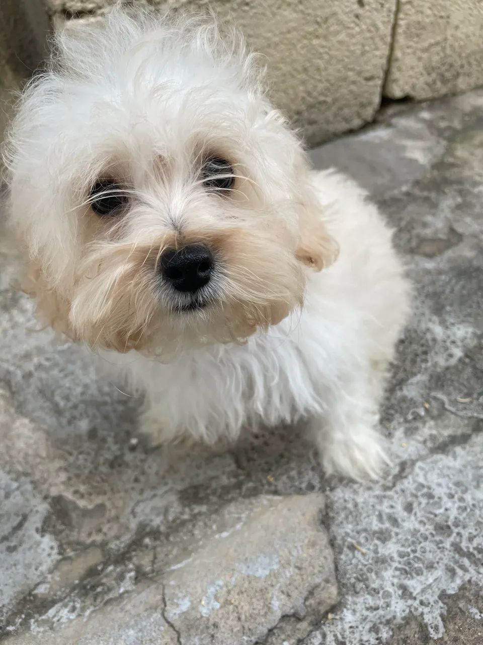 Vendo filhote poodle micro toy 3 meses - Foto 2