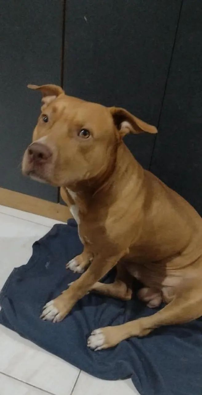 Pitbull Macho