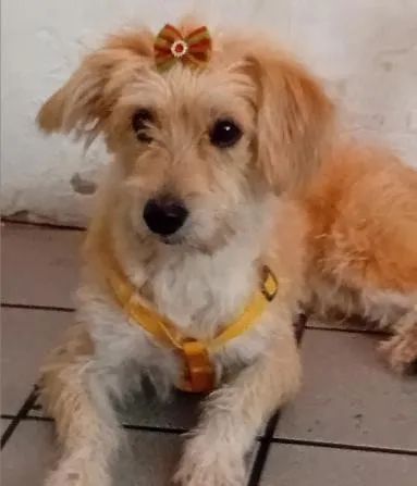 Doação de cadelinh? - Foto 2