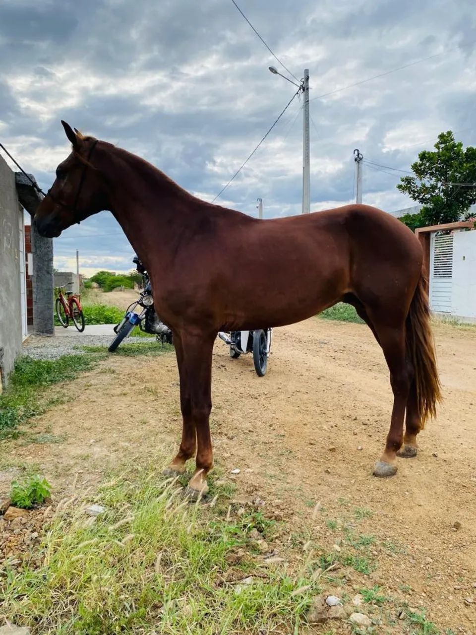 Potro mangalarga macha picada 3 anos de idade 