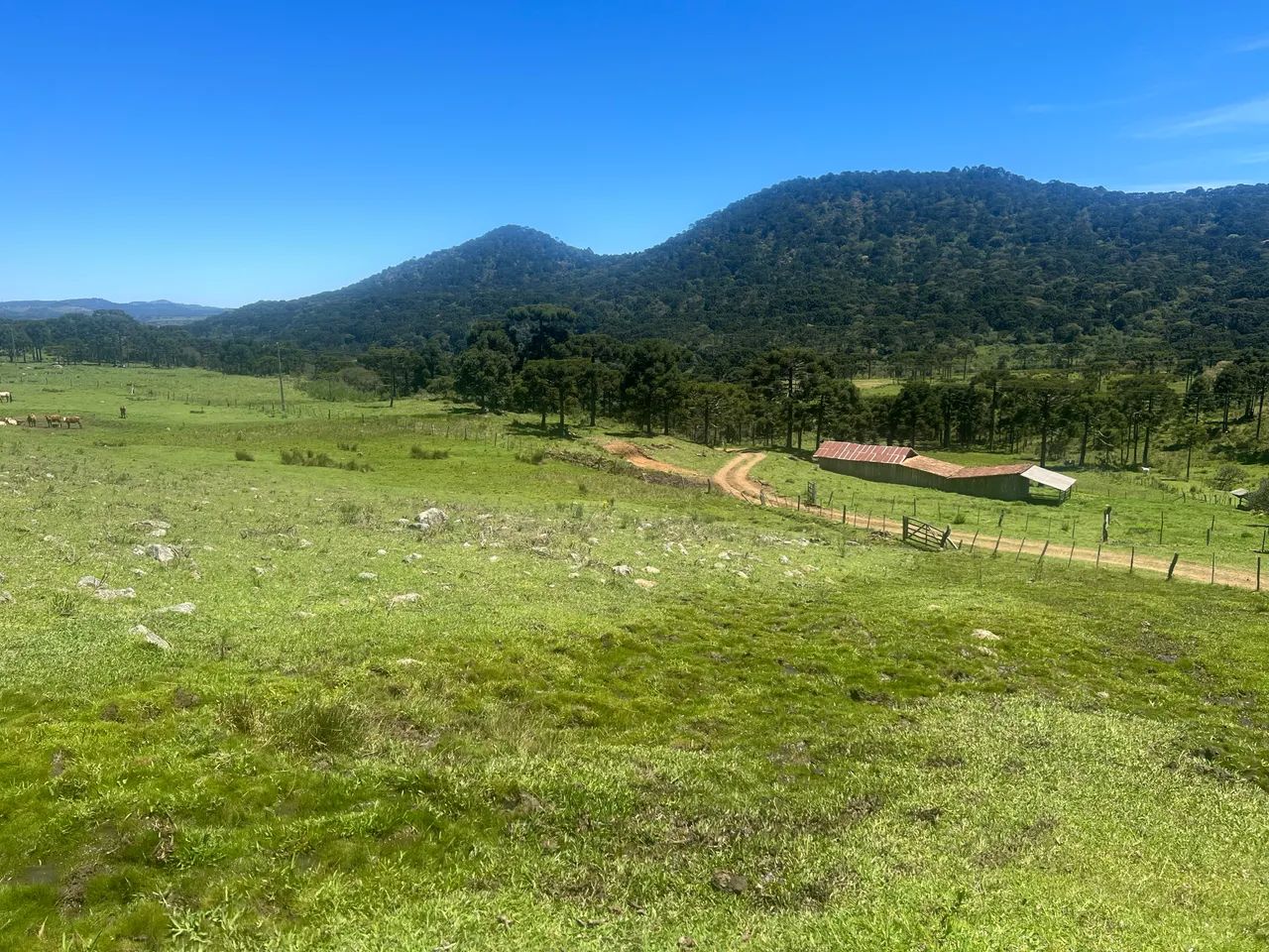 Fazenda em Urubici - 131 hectares  - Foto 9