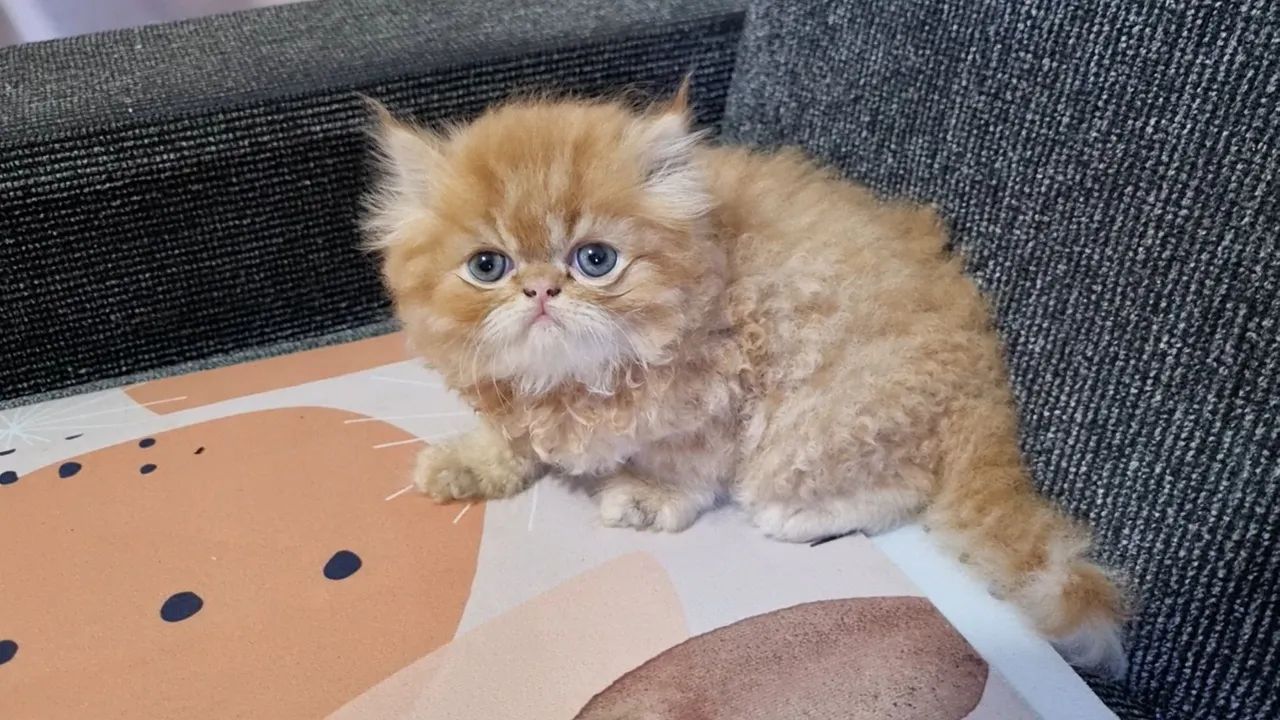 Gatos Persa disponíveis 12x 110 - Foto 3