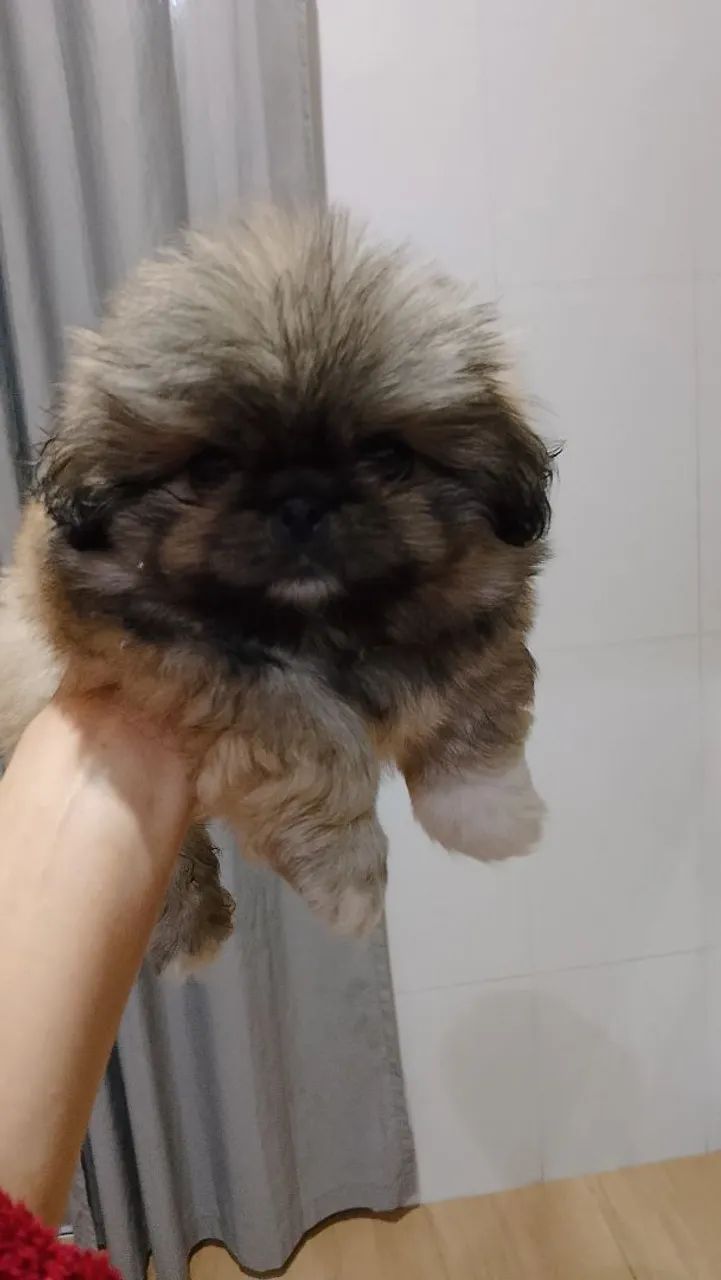 Cachorro  - Foto 2